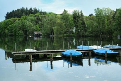 Scenic view of lake by trees in forest