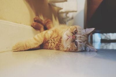 Cat lying on table at home