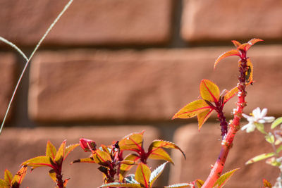 Close-up of flowering plant during autumn