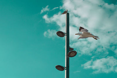 Low angle view of seagull flying against sky