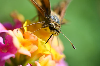 Close-up of insect on flower