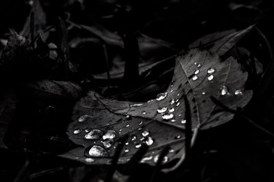 Close-up of autumn leaves