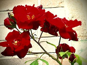 Close-up of red flowers blooming outdoors