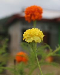 flowering plant