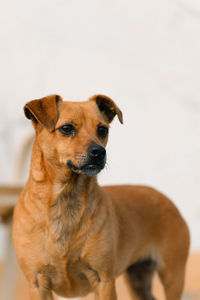 Close-up portrait of dog