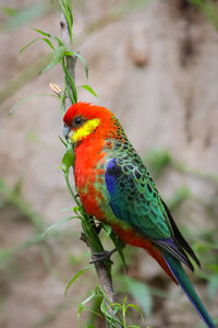 Close up of a colorful western rosella perching on leaves, gloucester national park