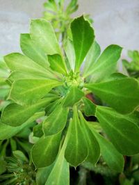 Close-up of plant