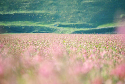 Scenic view of pink flowering plants on land