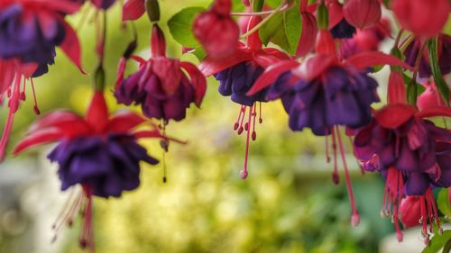 Close-up of fuchsia flowers blooming