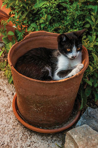 Cute kitten quietly lying inside a vase in a garden at a farmstead near elvas. portugal.