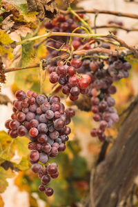 Beautiful red or black ripe grapes under the autumn sun with yellow leaves, vertical