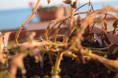 Close-up of dead potted plant