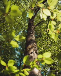 Close-up of tree