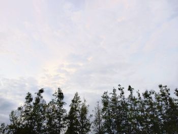 Low angle view of trees against sky