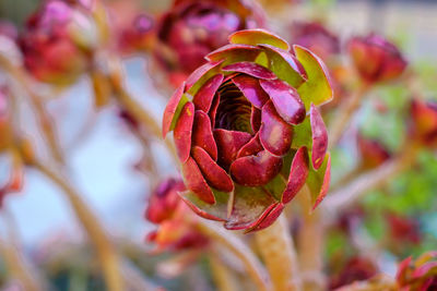 Close-up of red flowers