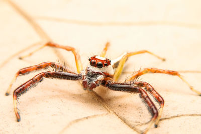 Close-up of spider