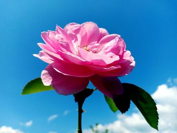 Close-up of pink flower against blue sky