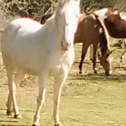 Horses grazing on field