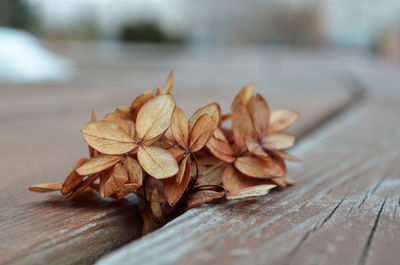 Dried hydrangea petals lie on a bench in a city park. macro photo