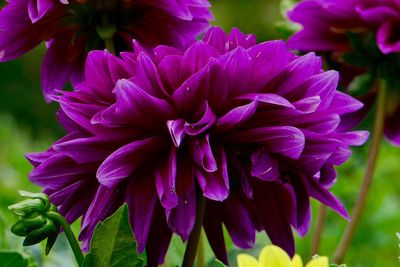 Close-up of purple dahlia