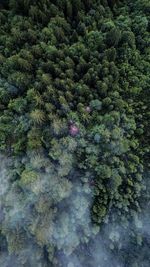 High angle view of pine trees in forest