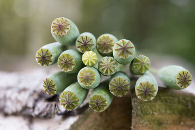 Close-up of plant