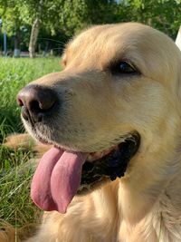 Close-up of dog looking away