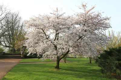 Fresh flower tree in park against sky