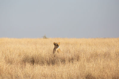 Lioness sitting on grassy land against clear sky