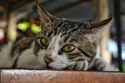 Close-up portrait of cat