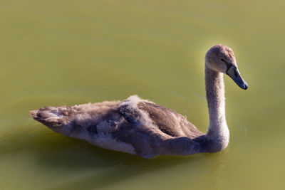 Close-up of swan swimming in lake