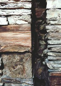 Close-up of tree trunk