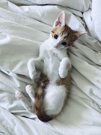 High angle view of cat lying on bed