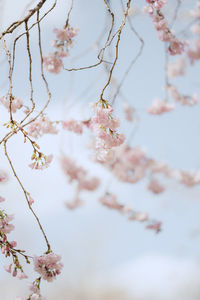 Low angle view of cherry blossoms against clear sky