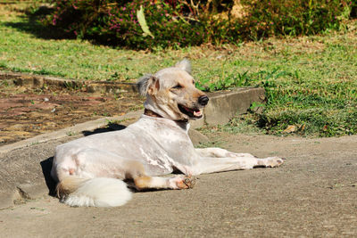 Dog sitting on land