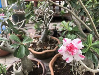 Close-up of pink flowering plants