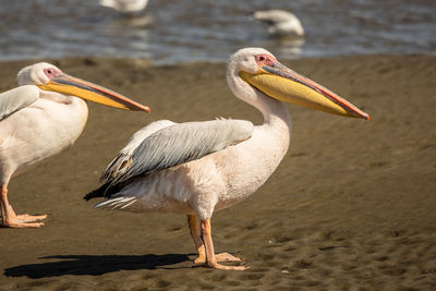 Close-up of pelicans perching at beach