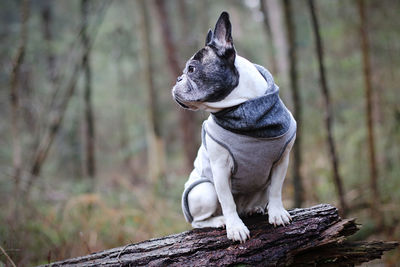 Dog sitting on tree trunk