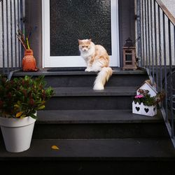 Dog on steps