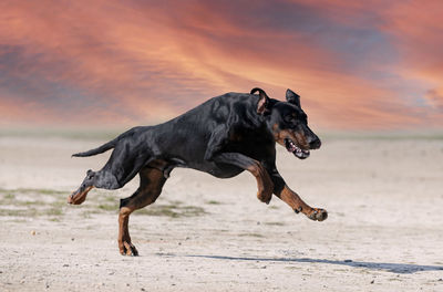 Dogs on beach