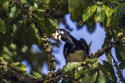 Low angle view of bird perching on branch