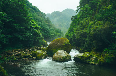 Scenic view of river amidst trees in forest