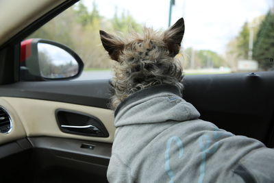 Close-up of a dog in car