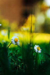 Close-up of yellow flowering plant on field