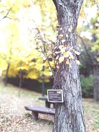 Close-up of tree trunk in forest