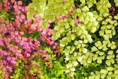 Full frame shot of flowering plants