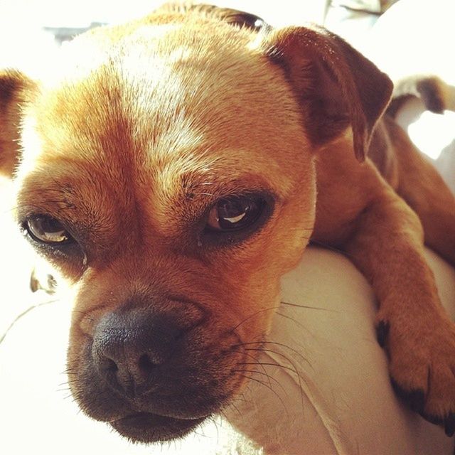 animal themes, domestic animals, pets, one animal, mammal, dog, indoors, close-up, animal head, animal body part, relaxation, portrait, looking at camera, focus on foreground, part of, brown, lying down, snout, whisker