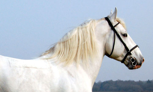 Boulonnais stallion taking a rest.