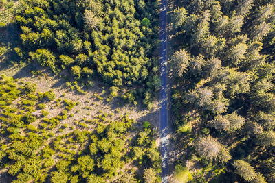 High angle view of pine trees in forest