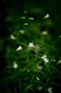 Close-up of white flowering plant on field